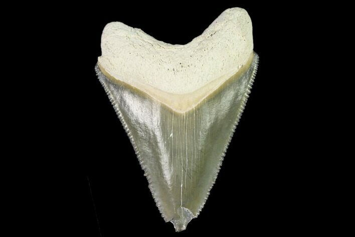 Serrated, Fossil Megalodon Tooth - Florida #108404